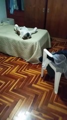 This is what the laziest bulldog on the planet looks like...