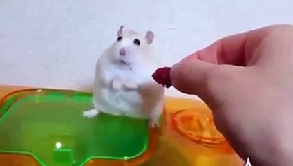 Hamster Betrayed and Trolled by a Human!