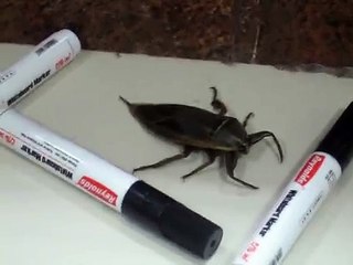 Apparently It Can Fly! -By Funny & Amazing Videos Follow US!!!!!!!!