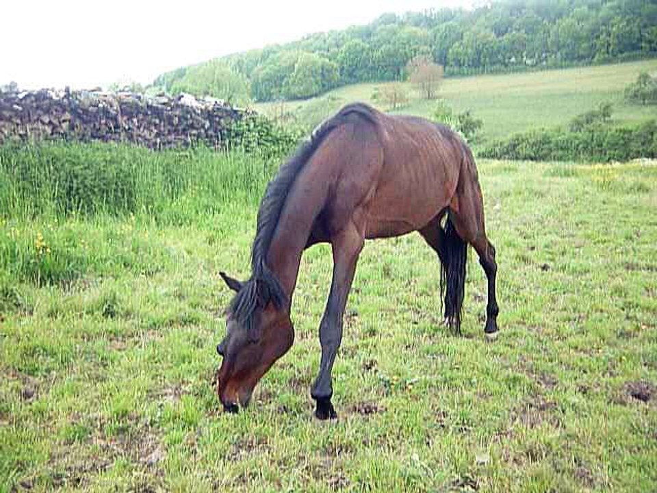 Curly trotteur atteint de bouleture