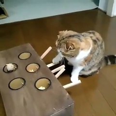 Homemade Device Keeps Cat Busy -By Funny & Amazing Videos Follow US!!!!!!!!