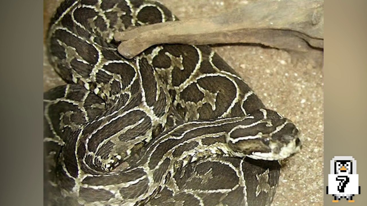 He Had An Unusual Pet.....When He Bite Him Something Terrible Happened!