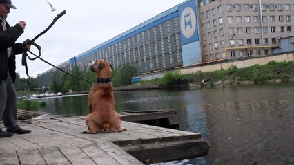 Смех да и только) Недальновидный хозяин решил искупать собаку)))