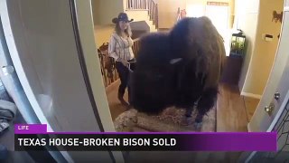 Trending tonight - Garth Brooks and house-broken bison for sale!