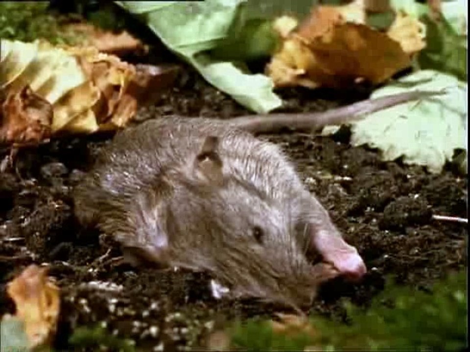 decomposition rat