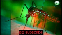 Mosquito Zika virus in hindi urdu general knowledge