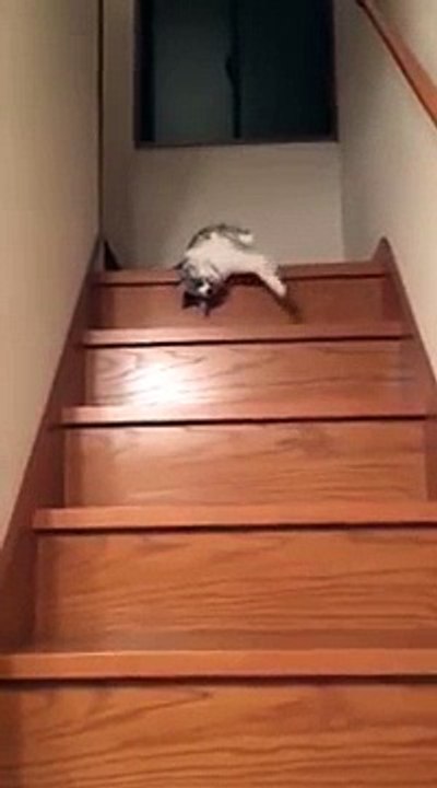 Ce chat se laisse tomber dans les escaliers par paresse