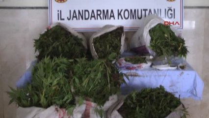 Kemer Jandarmadan Uyuşturucu Operasyonu