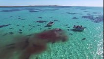 Les images choc d'une baleine dévorée par des dizaines de requins