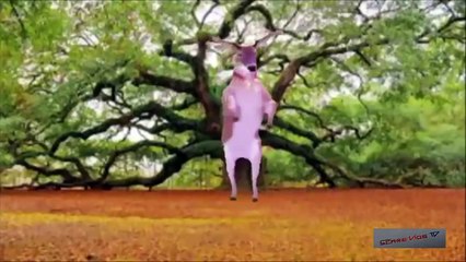 Best Human and Animal Dance Videos - Try to Shake your Body - Funny Videos