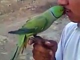 lovelly talking by parrot so cute.