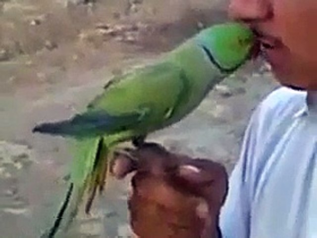 lovelly talking by parrot so cute.