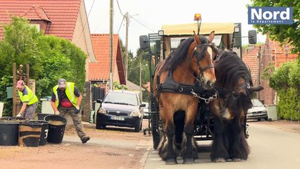 Des chevaux qui contribuent à la collecte des déchets !
