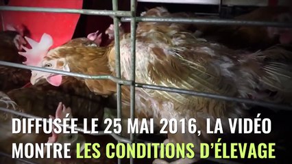 Un nouveau scandale autour des poules pondeuses éclate et cinq enseignes sont pointées du doigt !