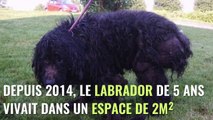 Maltraitance : des policiers trouvent un chien enfermé depuis 2 ans dans 2 mètres carrés !