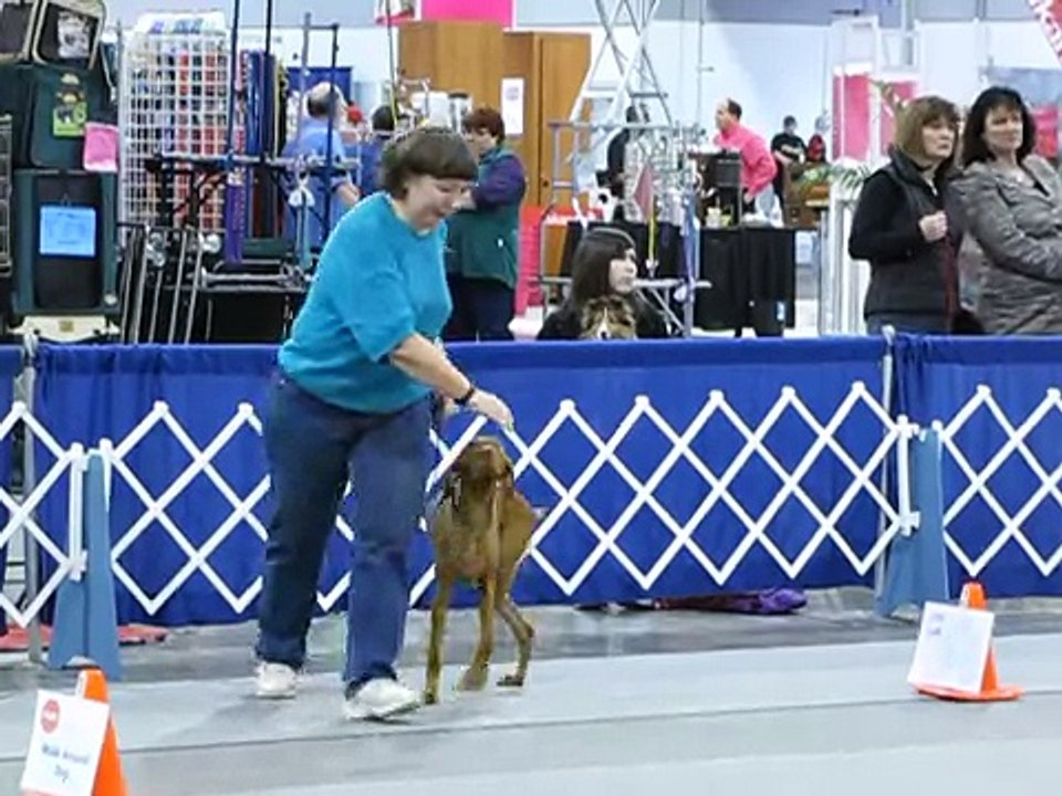 Holly, AKC Rally Novice, Portland Dog Obedience Club, Portland, Oregon, January 23, 2010