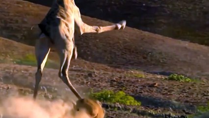Así fue sometido un león por una jirafa