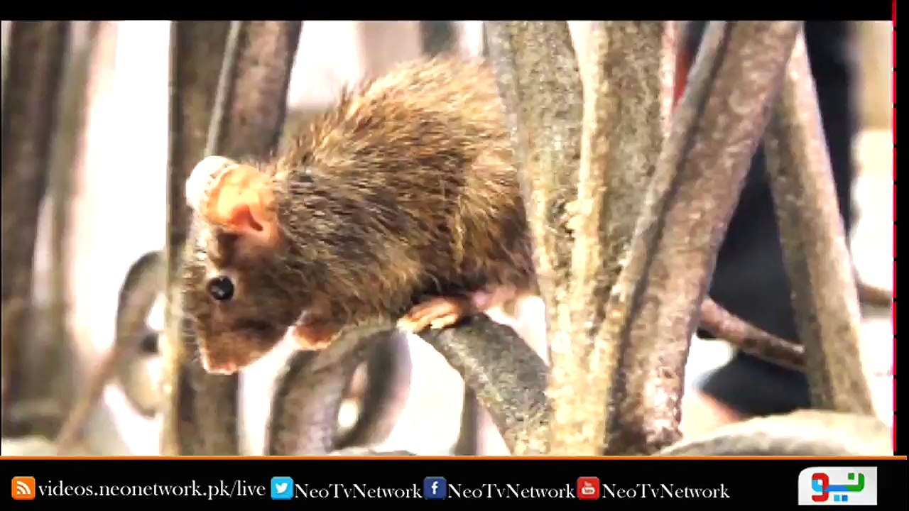‘Parliament Lodges teeming with rats’
