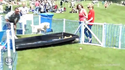 Quand tu réalises que ton chien est une cause perdue :(