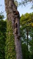 Une famille de ratons laveurs tellement adorable