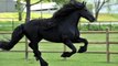 Voici le plus beau cheval du monde