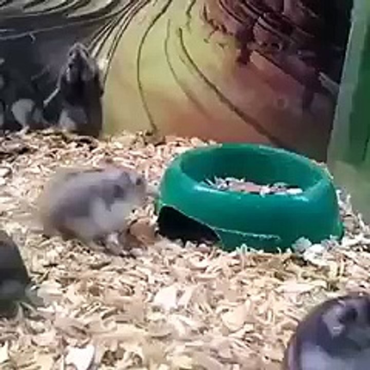 funny rat