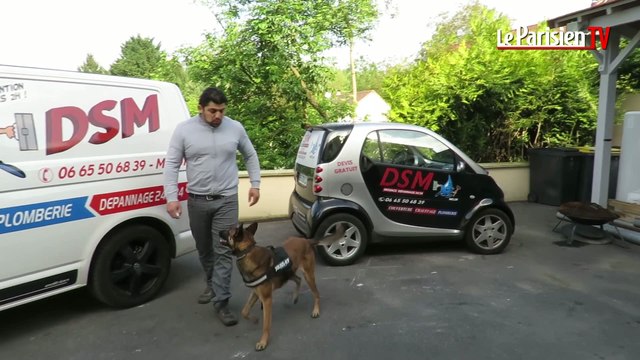 Un plombier dresse son chien pour détecter les fuites de gaz