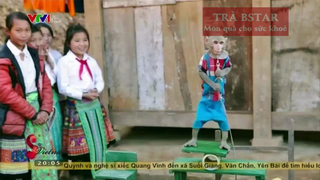 Trà shan tuyết cổ thụ là gì?