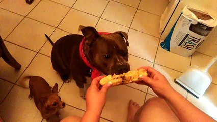 pitbull eating corn on the cob