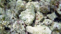 2014-03-25 Coral Reef Snorkeling (Barracuda Tour) (Varadero)