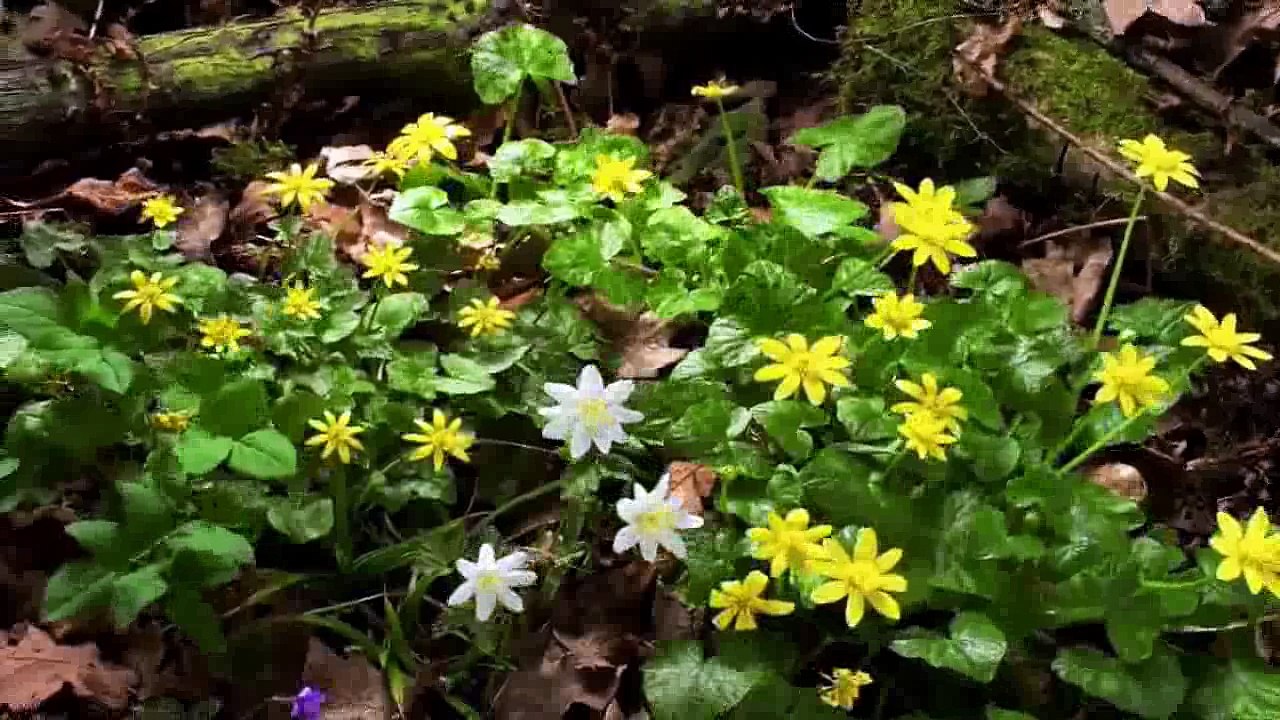 Naturaleza