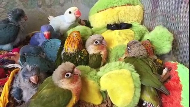 Scène surréaliste entre des perroquets et une peluche qui chante
