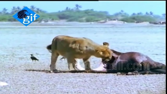 See first time Amazing video how the Asiatic lion snatches Prey near Gir forest of Gujarat