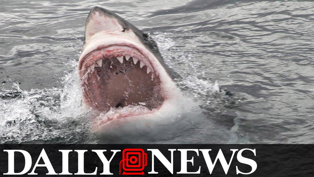 Shark Attack Summer 2016 Forecast & How To Stay Safe