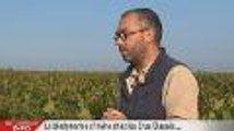 Retour sur info : La biodynamie s'invite chez les Crus classés