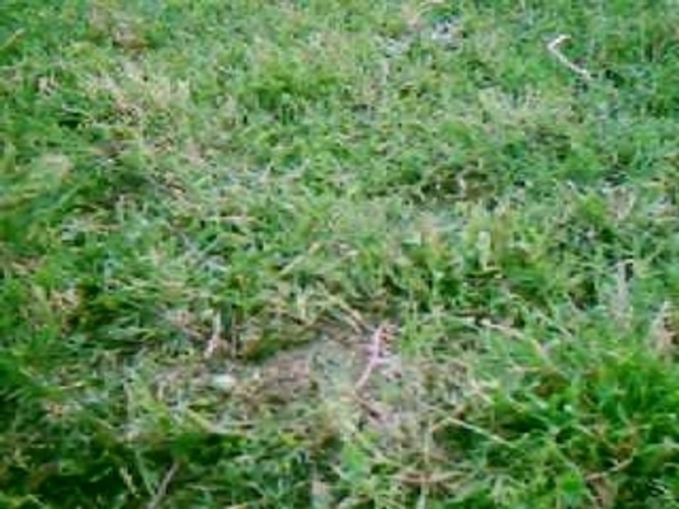 cochon dinde qui cours