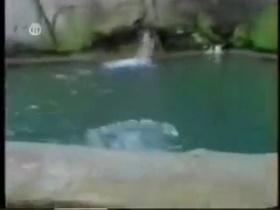 Funny Video by Hamarichoice.com