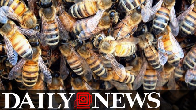 Swarm Of Bees Kills A Hiker With 1,000 Stings