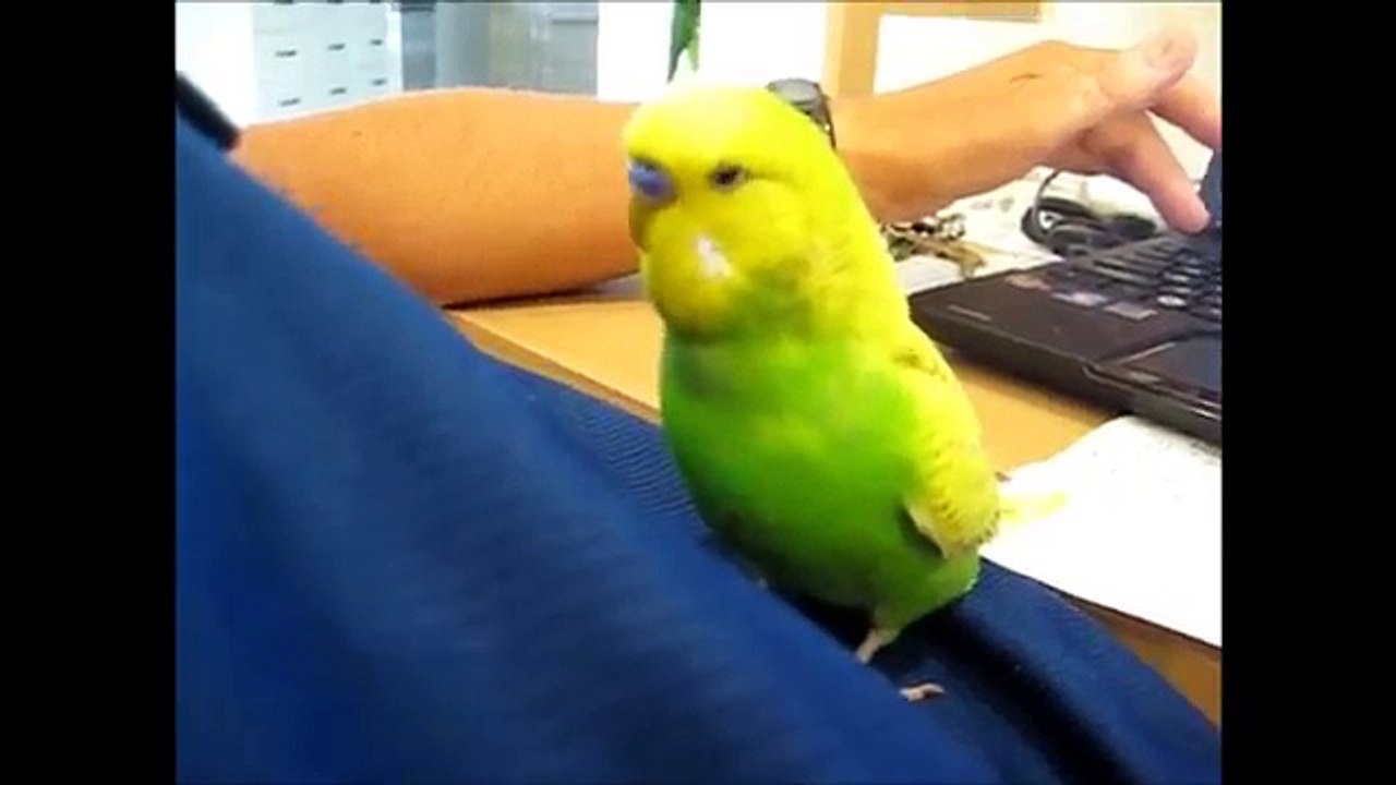 Ecco Cosa Fa OGNI SERA Questo Pappagallino Per Addormentarsi... Adorabile!