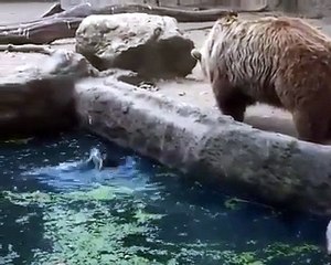Uccello Cade Nella Gabbia Di Un Orso Che Reagisce In Un Modo Che Lascerà Tutti Senza Parole!