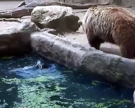 Uccello Cade Nella Gabbia Di Un Orso Che Reagisce In Un Modo Che Lascerà Tutti Senza Parole!