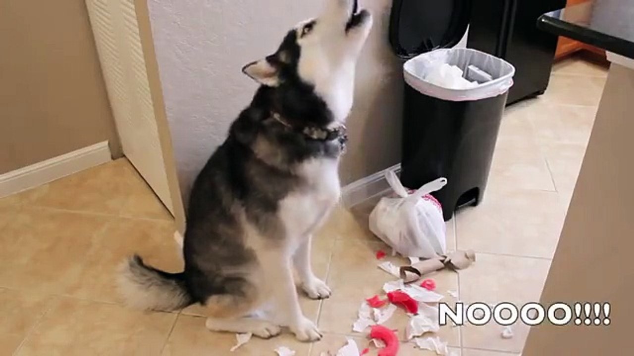 Guilty Husky Doesn't Accept What He Did-- So Funny!
