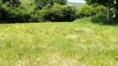 Gardens and land surrounding Cottage Pie Barn and Shepherds Pie Barn, at Cawrence farm cottages