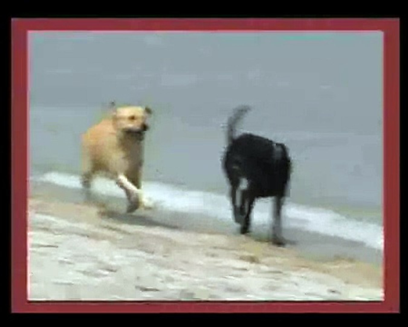 Le Labrador 23. le sport prefere du labrador labrador mouillé, labrador heureux
