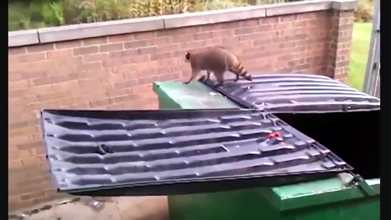 Funny Animal Jump Fails Compilation 2015