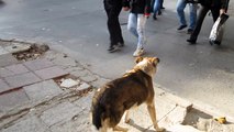 HEMY STREET DOGS VARNA BULGARIA 17 11 2012 019