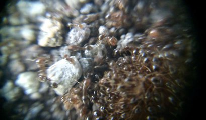 Video Semut Kecil Sedang Bekerja