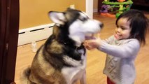 Baby Loves Siberian Husky Dog!