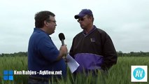 Kansas Wheat Plot Tour 2016 - Phillips County