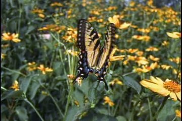 O Mundo Secreto dos Jardins - 16 - Guerra das Plantas